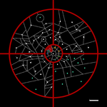 Thipillia in Chostennia.png