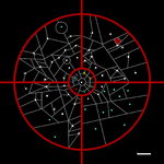 Kafesas in ST.png