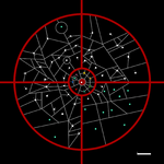 Tiluminutus in ST.png